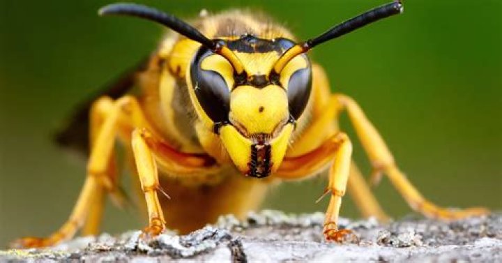 Do braconid wasps sting humans?