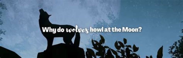Does wolves howl at the moon?