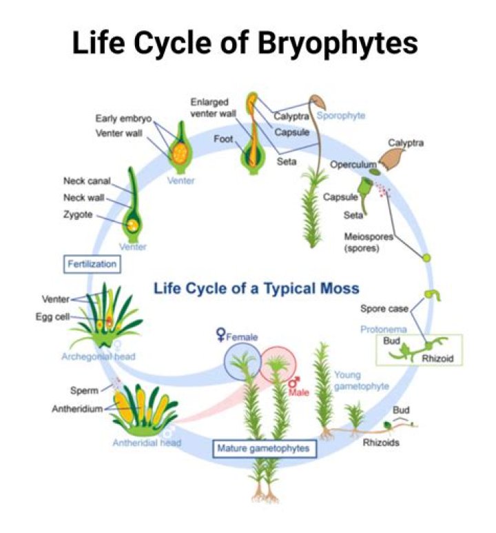 How thallophyta is different from bryophyta?