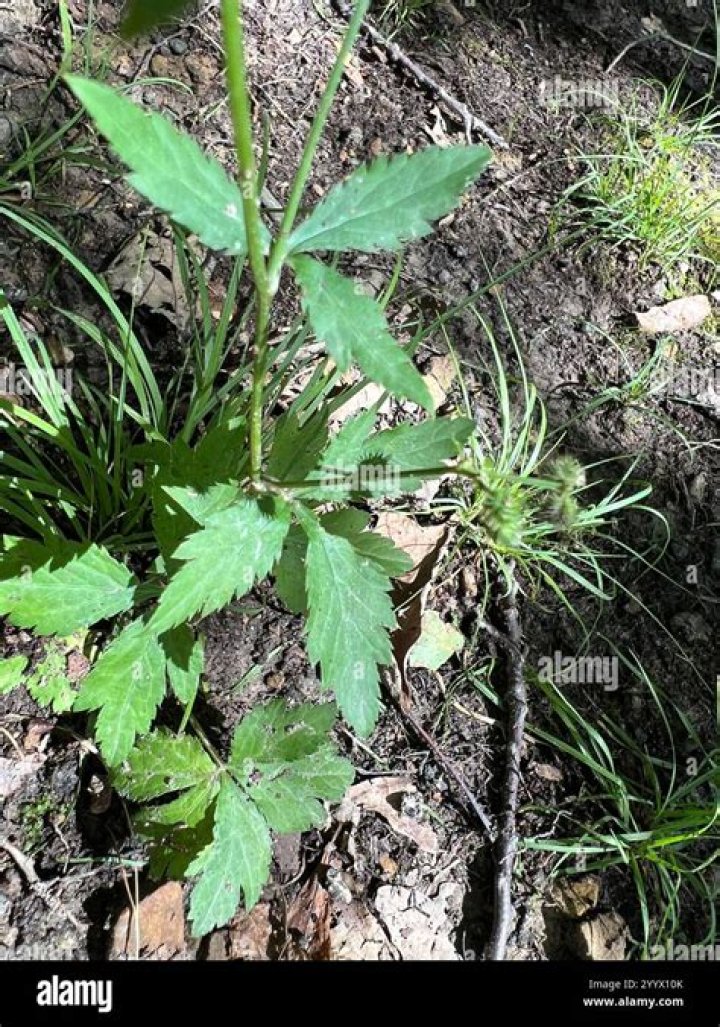 Is sanicula canadensis a weed?