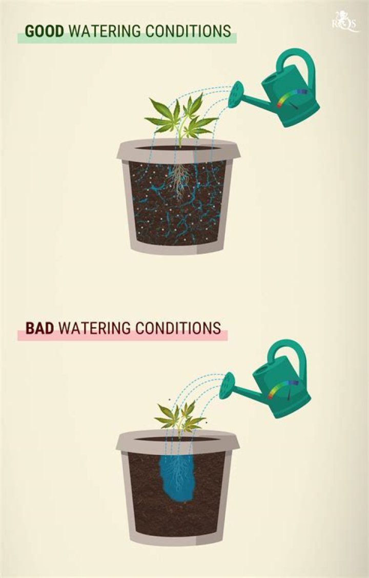 Should you water plants before a frost?
