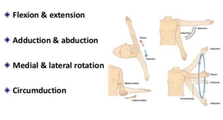 Shoulder abduction and external rotation?