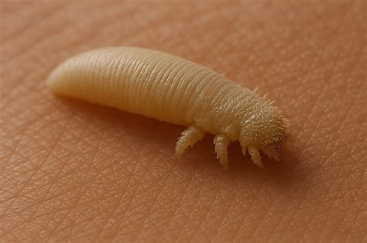 Were do mites come from?