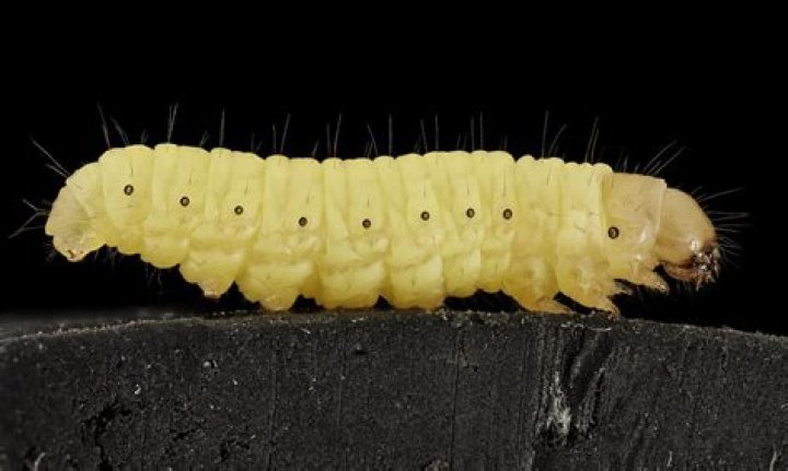 What do wax worms eat?