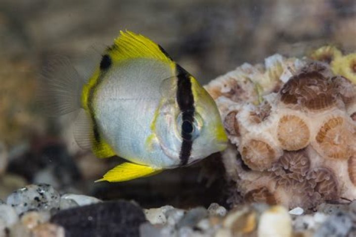 Where do spotfin butterflyfish live?